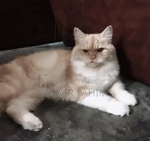 6-12 Months Female Mixed Breed Persian