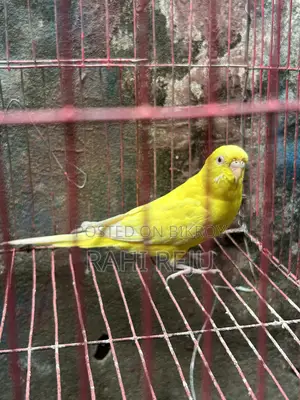 Lutino Running Female Sell or Exchange With Lutino Running Male