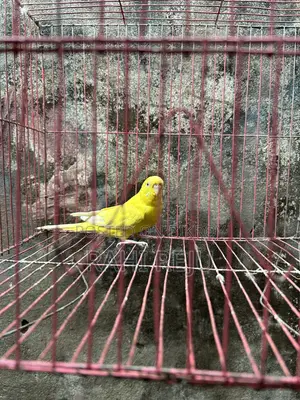 লুটিনো রানিং ফিমেল বিক্রি বা লুটিনো রানিং মেইলের সাথে বিনিময়