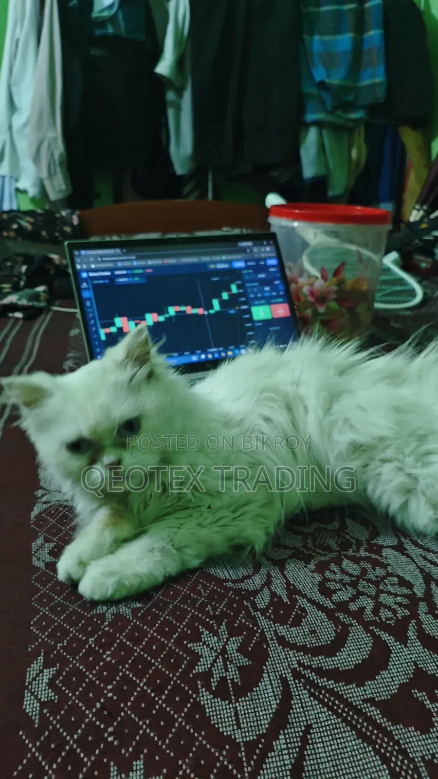 6-12 Months Female Purebred Persian Cat