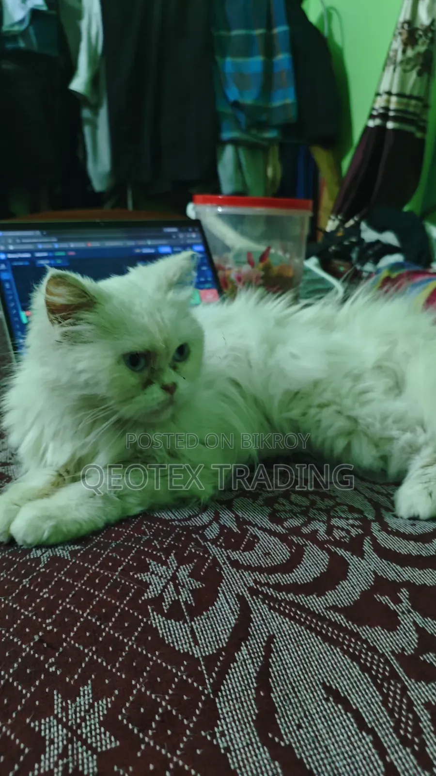 6-12 Months Female Purebred Persian Cat