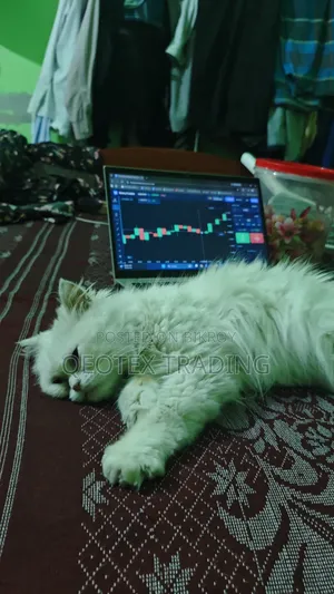 6-12 Months Female Purebred Persian Cat