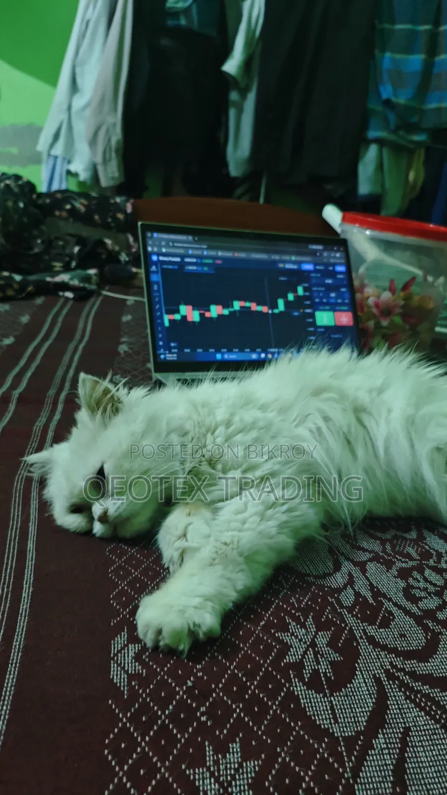 6-12 Months Female Purebred Persian Cat