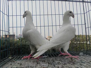 Kobutor কবুতর