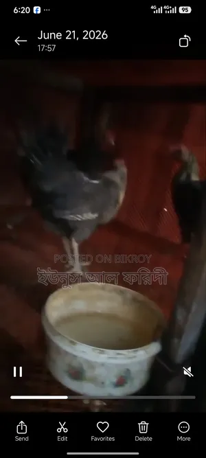 ডিম পাড়া ফাওমি মুরগি বিক্রি হবে