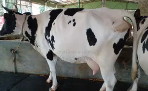 ১৩৩৬ নং উন্নত জাতের গাভী গরু ।
