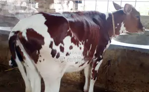 ১৩৩৭ নং বকনা বাছুর।