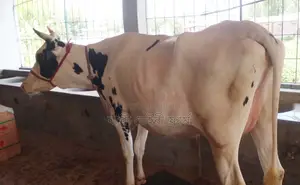 ১৩৩৮ নং গাভী গরু বিক্রয় হবে।