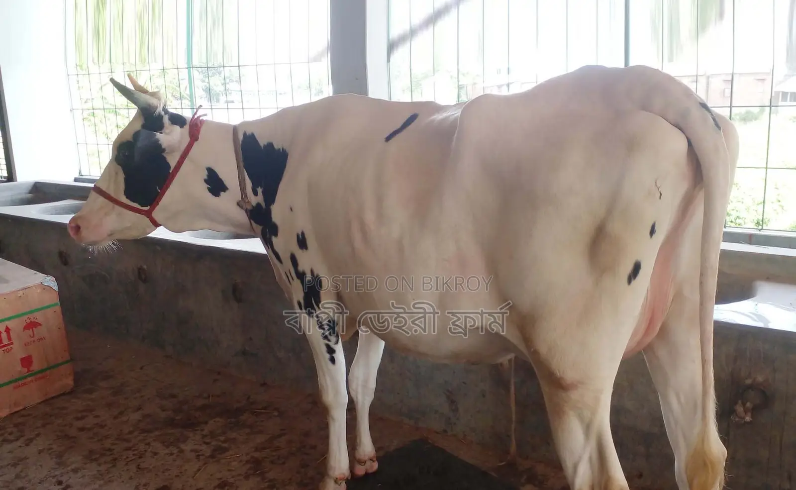 ১৩৩৮ নং গাভী গরু বিক্রয় হবে।