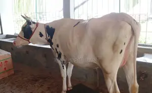১৩৩৮ নং গাভী গরু বিক্রয় হবে।