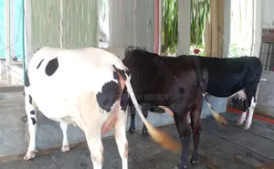 1339 No. 3 cows for sale.