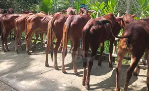 ১৩৪০নং ৮টি বাছাইকৃত বিক্রয় হবে ।