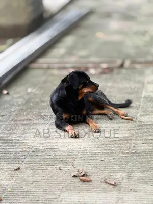 ৬-১২ মাস বয়সী স্ত্রী পিওরব্রেড রটওয়াইলার