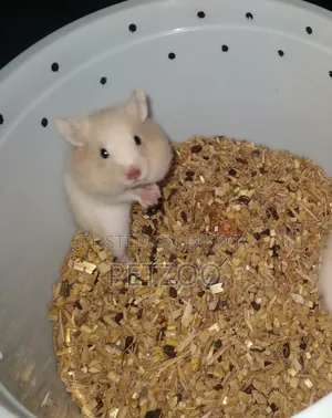 Syrian Hamster Available