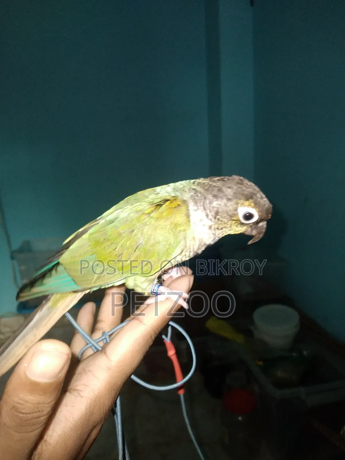 Turquoise Blue Super Tame Conure Available