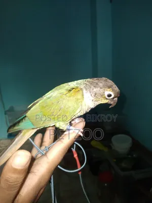 Turquoise Blue Super Tame Conure Available