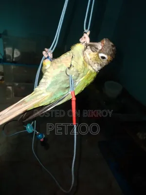 Turquoise Blue Super Tame Conure Available