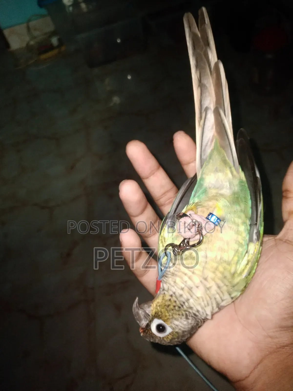 Turquoise Blue Super Tame Conure Available