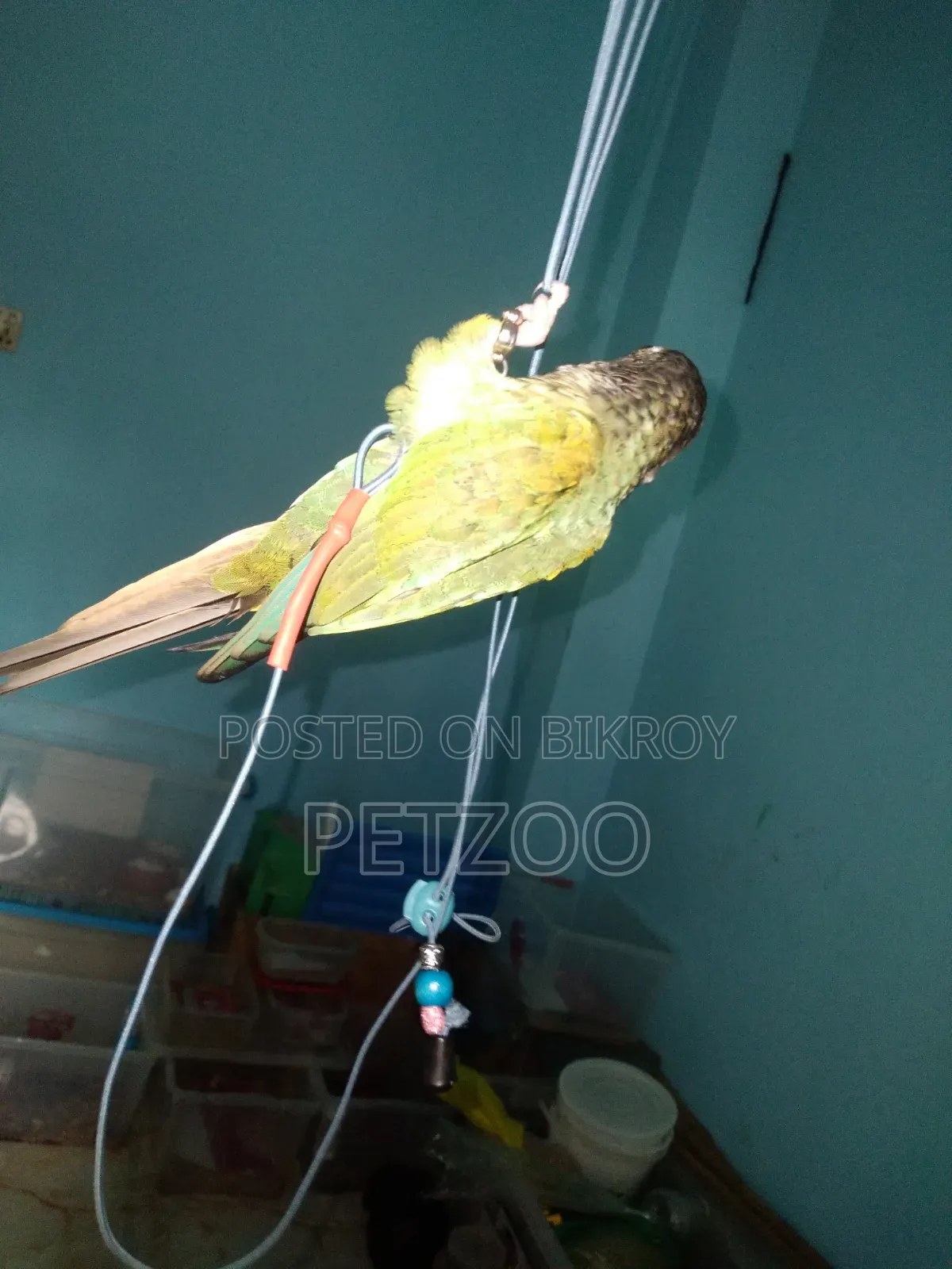 Turquoise Blue Super Tame Conure Available