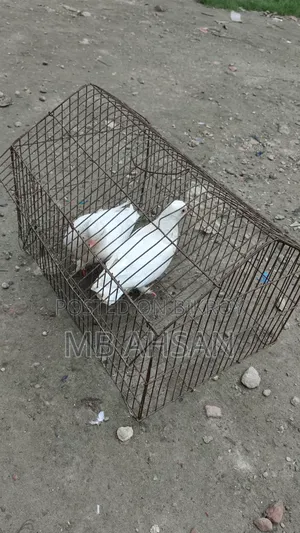 Golla Pigeon
