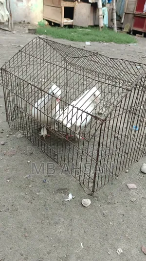 গোল্লা কবুতর