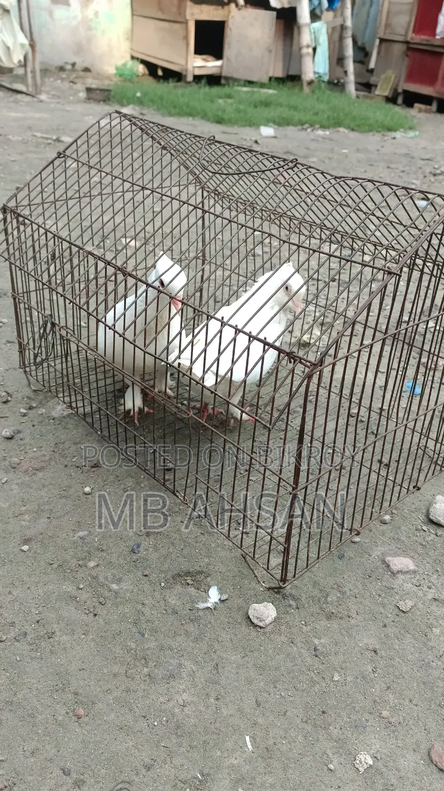 গোল্লা কবুতর