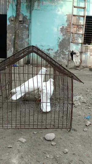 গোল্লা কবুতর
