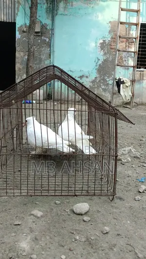 গোল্লা কবুতর