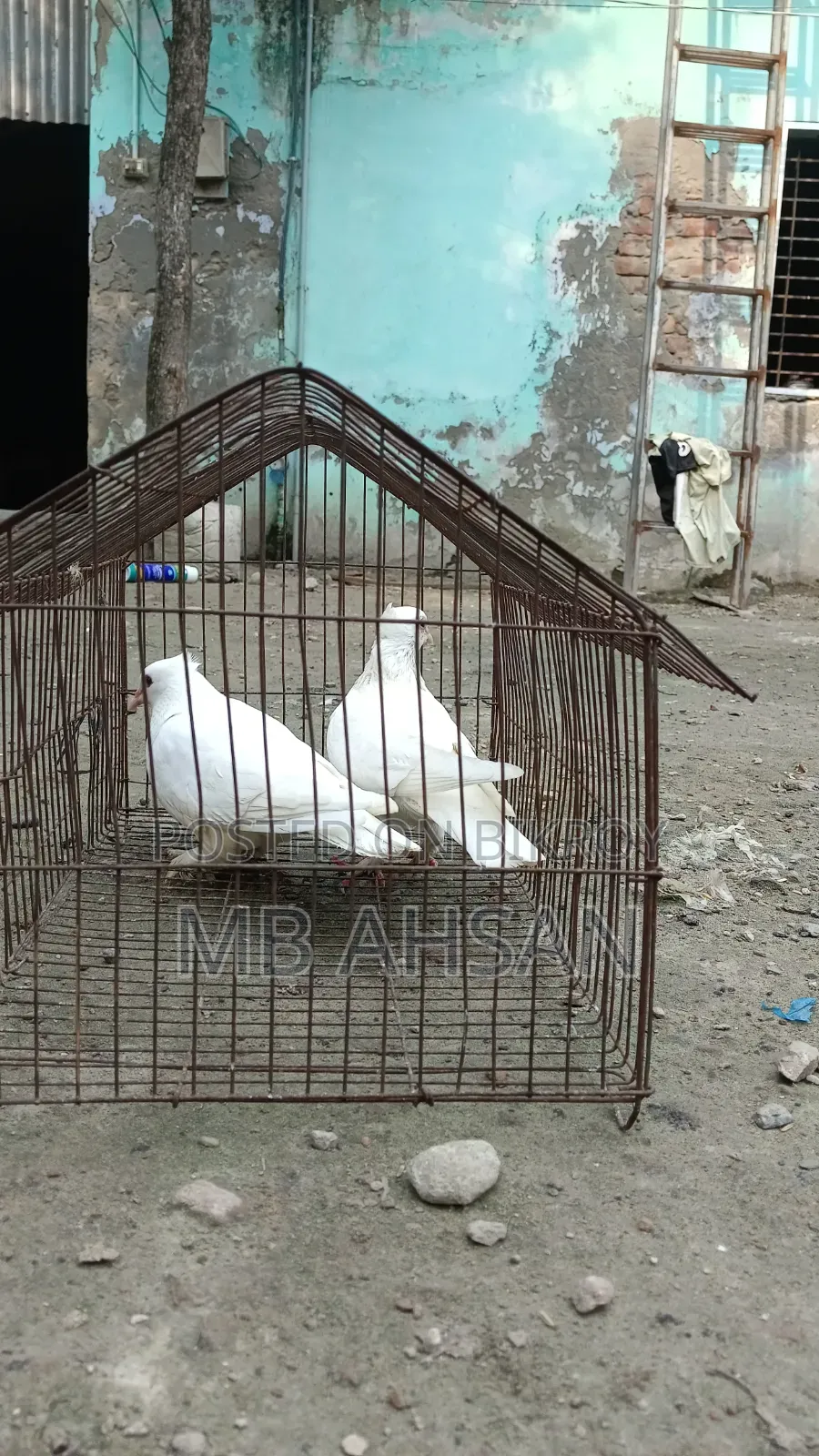গোল্লা কবুতর