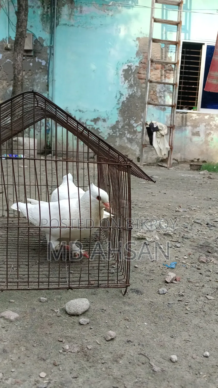 গোল্লা কবুতর