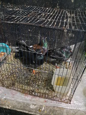Very good quality pigeons