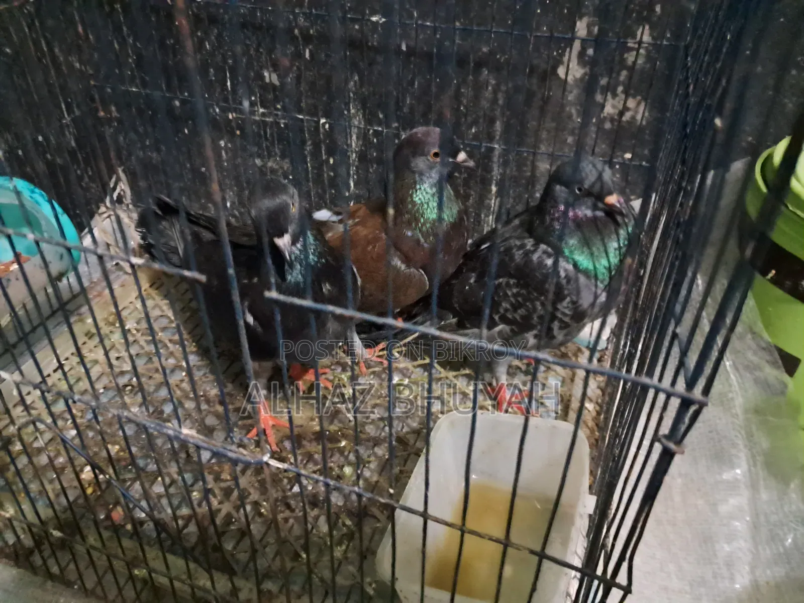 Very good quality pigeons