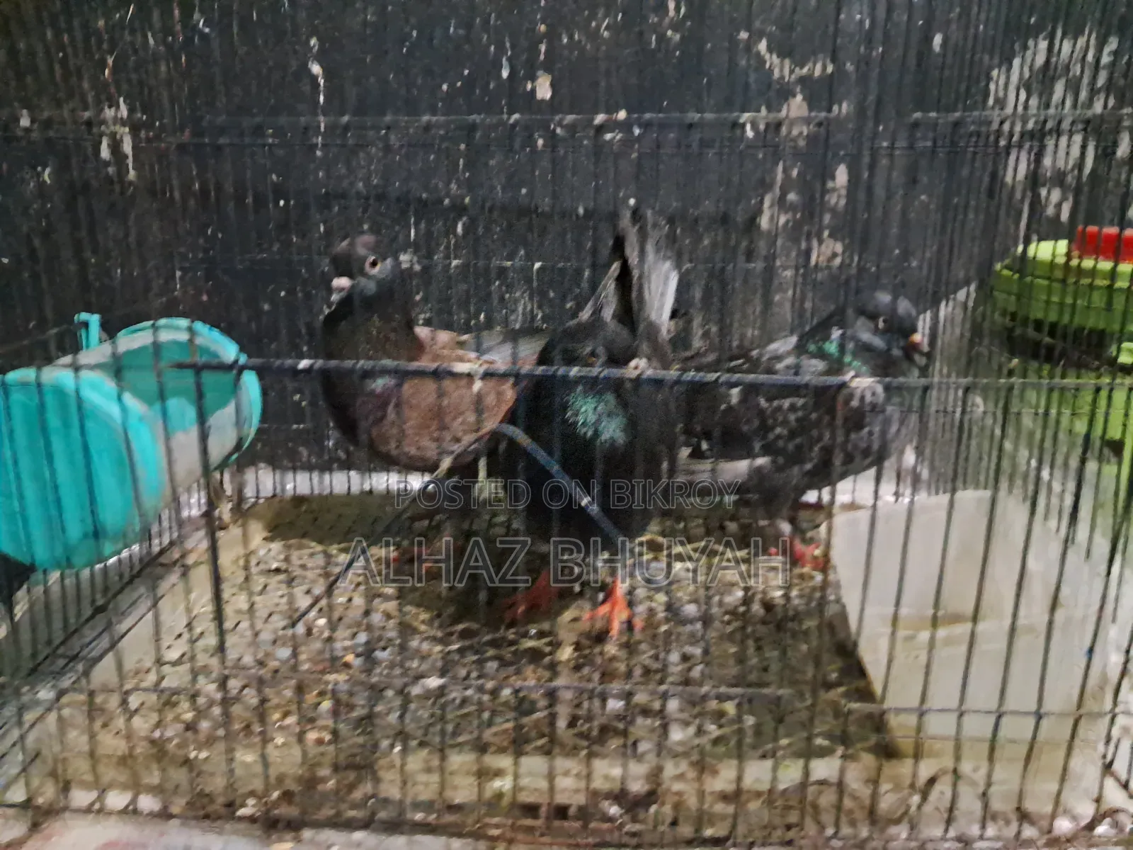 Very good quality pigeons