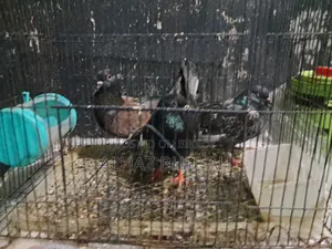 Very good quality pigeons