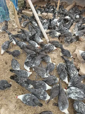 Fayoumi Chicken for sale