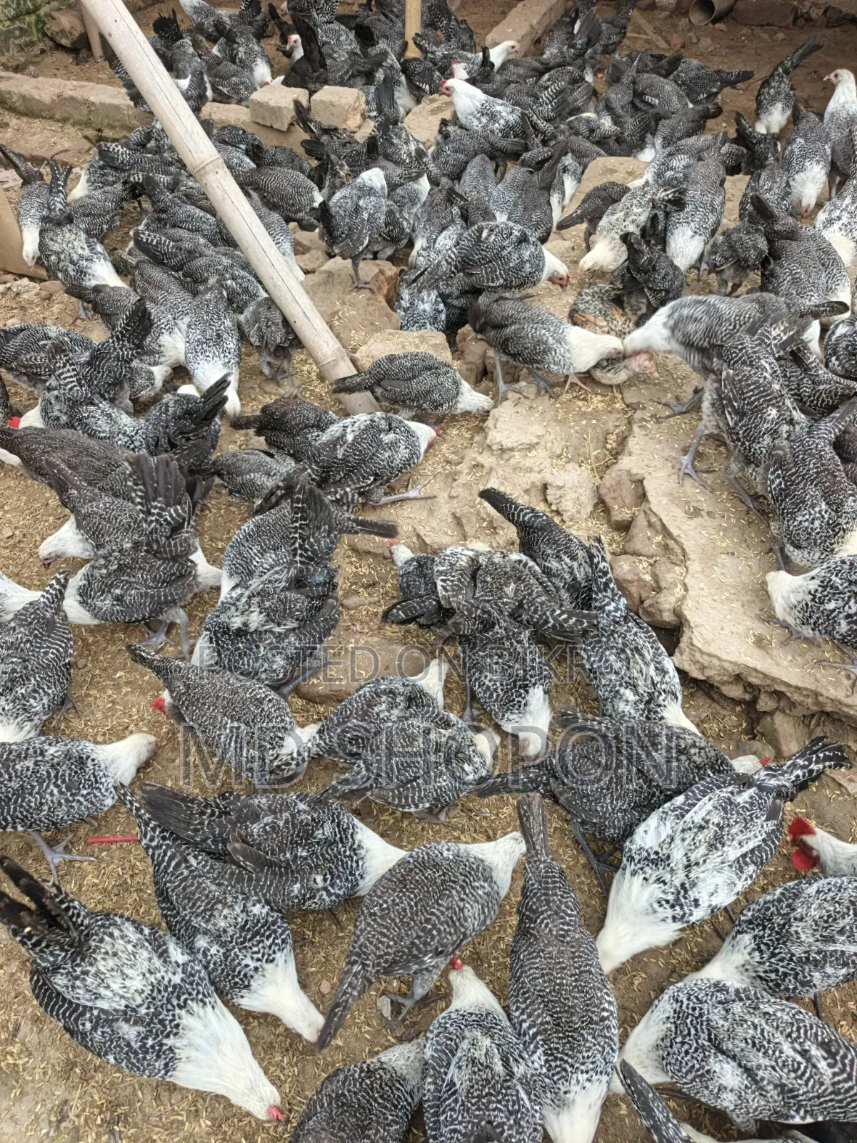 Fayoumi Chicken for sale