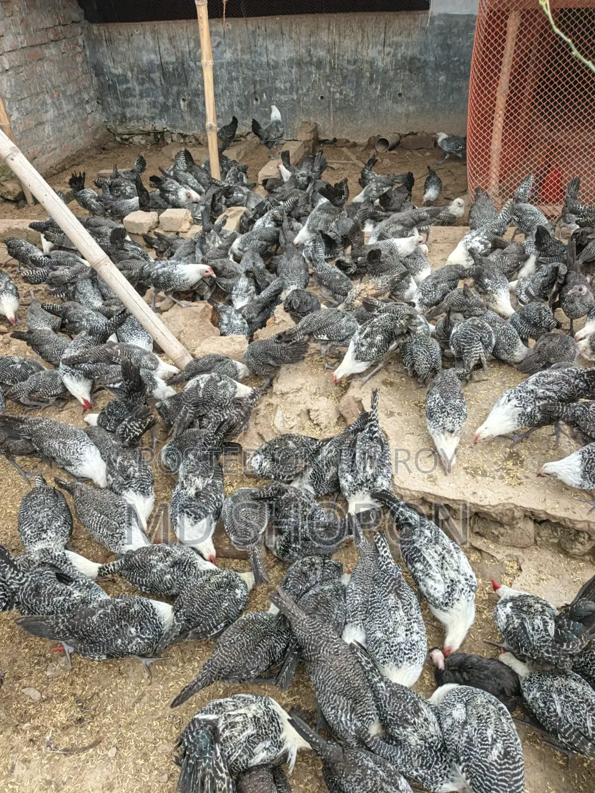 Fayoumi Chicken for sale