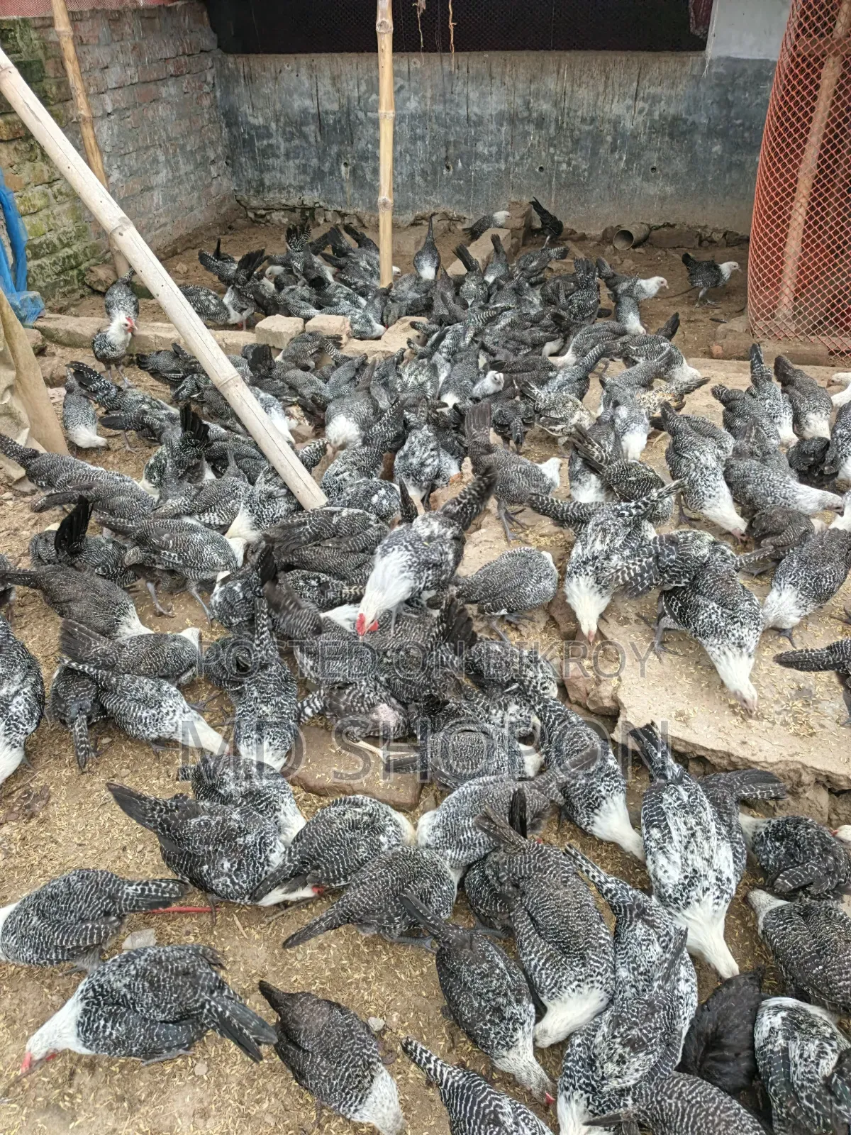 Fayoumi Chicken for sale