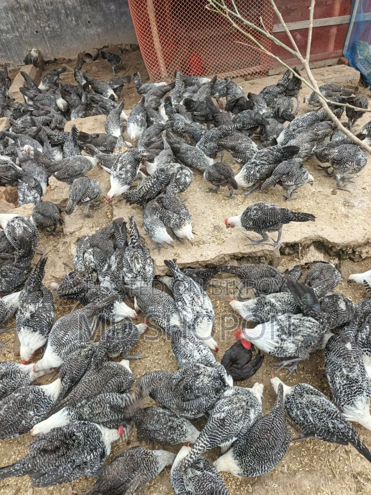 Fayoumi Chicken for sale