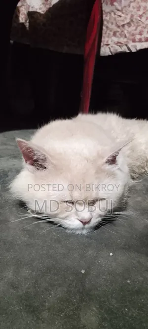 1+ Year Male Purebred Persian