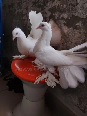 লক্ষ্যা কবুতর