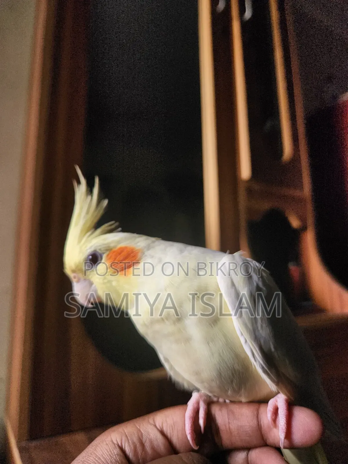 Cockatiel Male