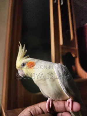 Cockatiel Male