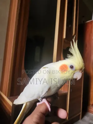Cockatiel Male