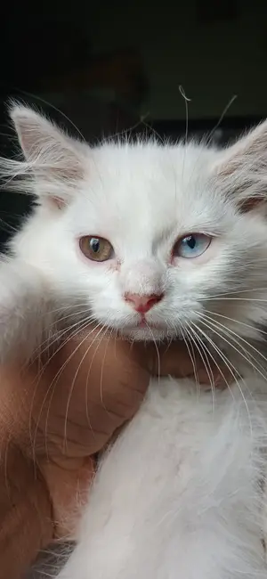 3-6 Months Female Purebred Persian Cat