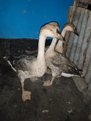বাসায় পোষা, তিনটি রাজহাঁস বিক্রয় করা হবে।