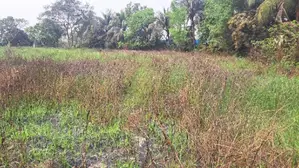 65 Katha land adjacent to 30' road for sale in Rupganj (Narayanganj)