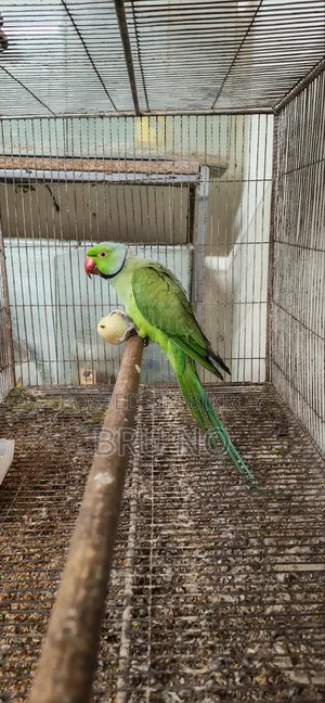 Indian Ringneck Male