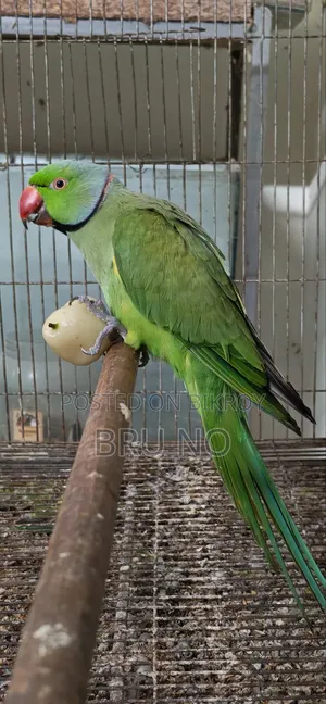 Indian Ringneck Male