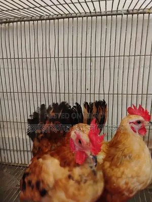 একজোড়া সেরাম এডাল বিদেশি মুরগী বিক্রি হবে।